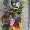 Veselá rozkvitnutá záhrada v zariadení "FÉNIX", ZSS Levice aj na jeseň